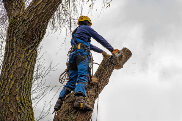 Best Storm Damage Tree Cleanup  in South Wilton, CT