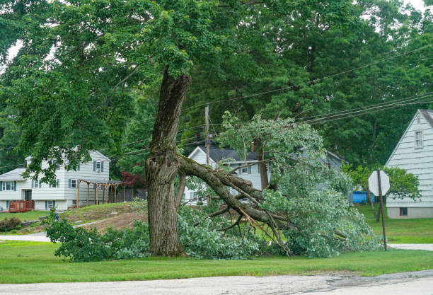 Best Firewood Processing and Delivery  in South Wilton, CT