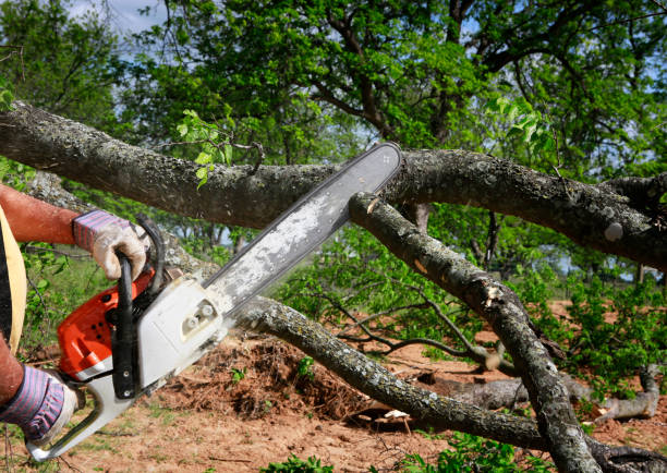 Best Tree Cabling and Bracing  in South Wilton, CT